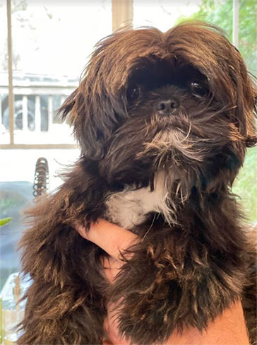 Picture of Vader